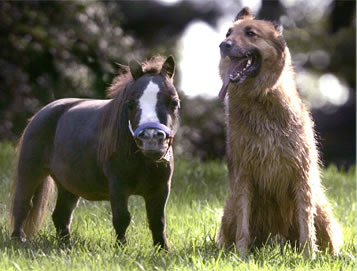 tallest smallest horse in the world