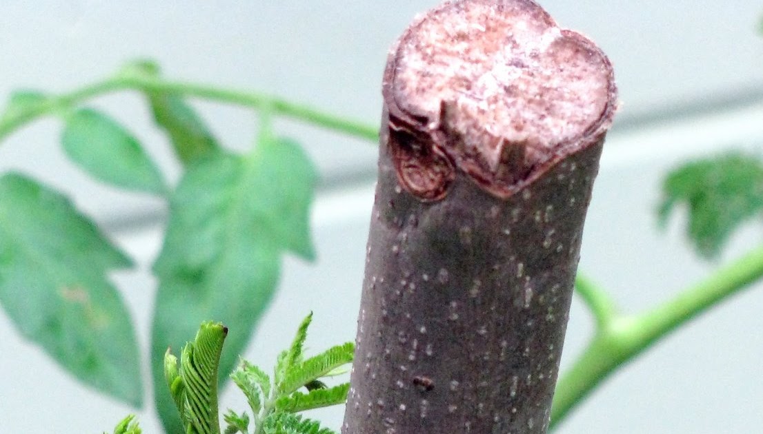 Gardening Fool How to propagate a Jacaranda tree