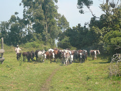 Bambili Cattle