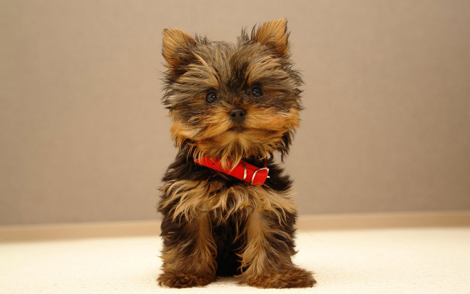yorkie names yorkie puppy dogs puppies names breeds and grooming yorkie names yorkie puppy dogs puppies names breeds and grooming