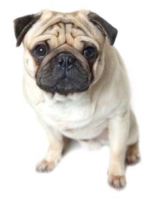 pug names and meanings pug dogs puppies names breeds and grooming pug names and meanings pug dogs puppies names breeds and grooming
