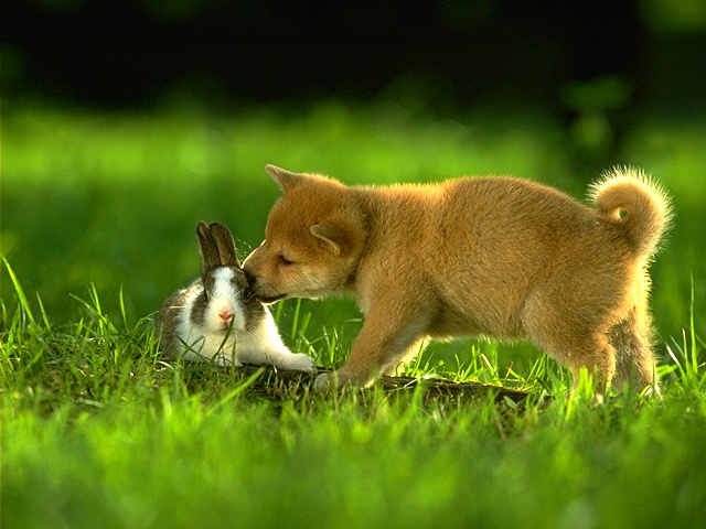 [DOG_0005.JPG]
