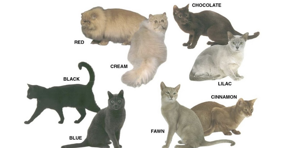 Felinimity: Cat Colors and Markings