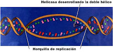 Horquilla en la replicacion del ADN