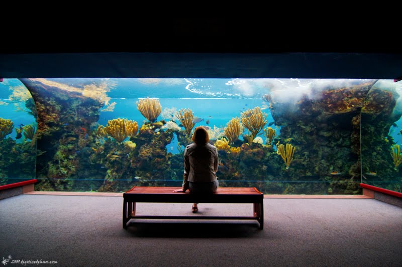 Buy Sell Cheap Best Aquarium Chandigarh Panchkula Mohali