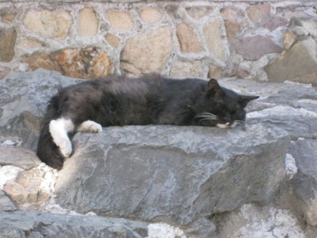 [sleeping-cat.jpg]