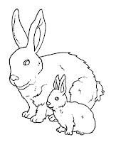 Coccidiosi del Coniglio