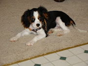 Nugget