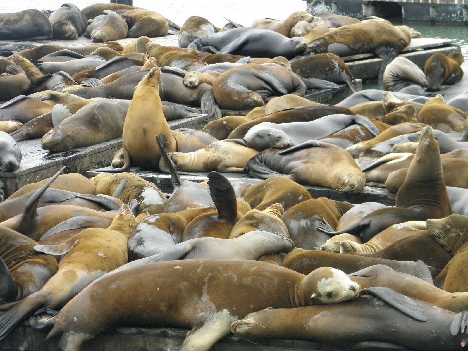 Sea Lions at Pier 39 in San Francisco