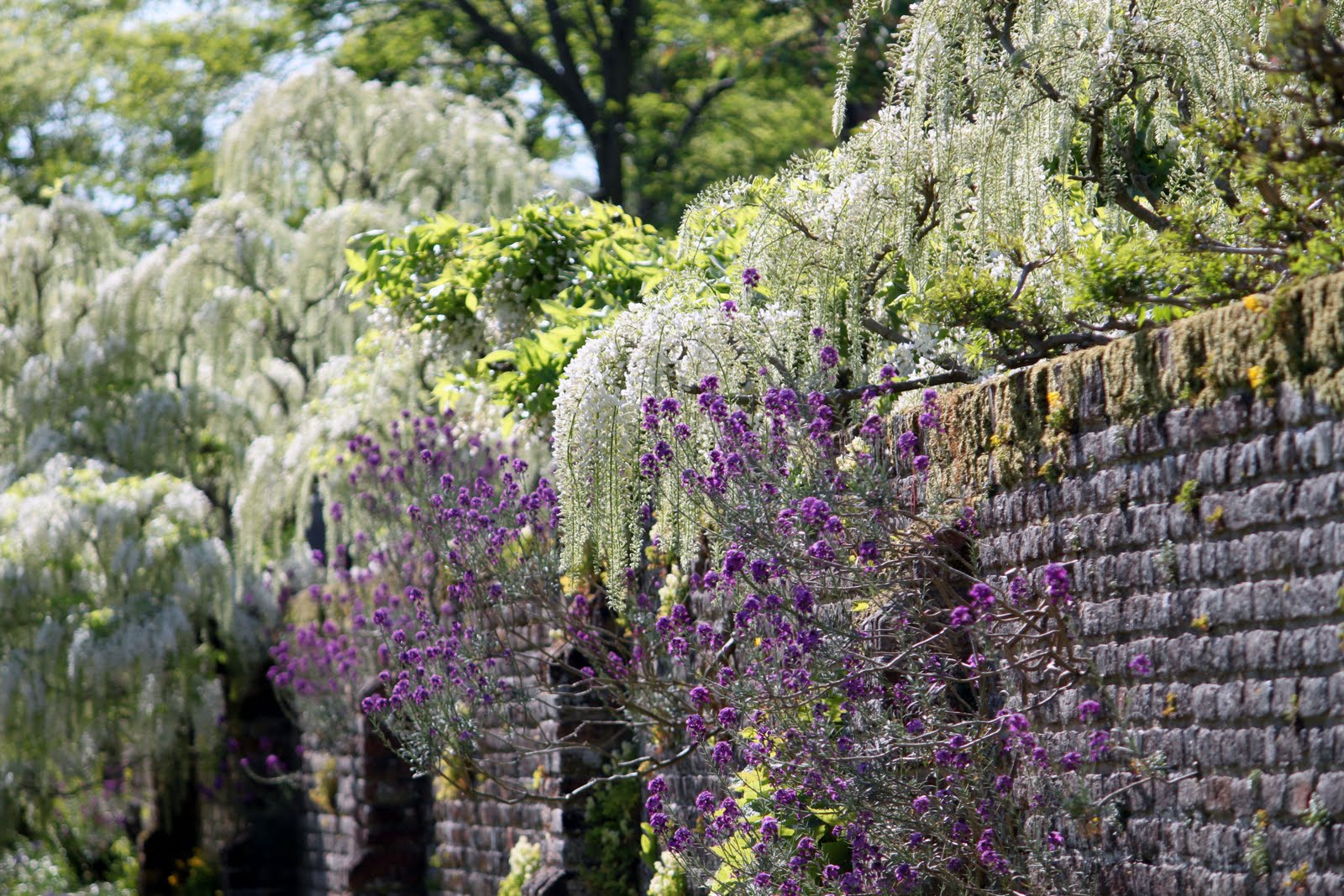 Vi tre & trädgård blogg: högsommarvärme på sissinghurst!