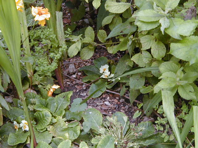 [Primroses+2.JPG]