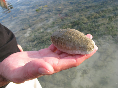 Sea Blob