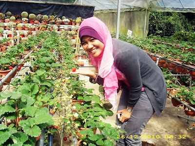 Pokok Strawberi