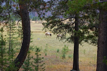 Yellowstone