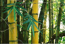 Bamboo