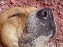 meu cão tomando sol