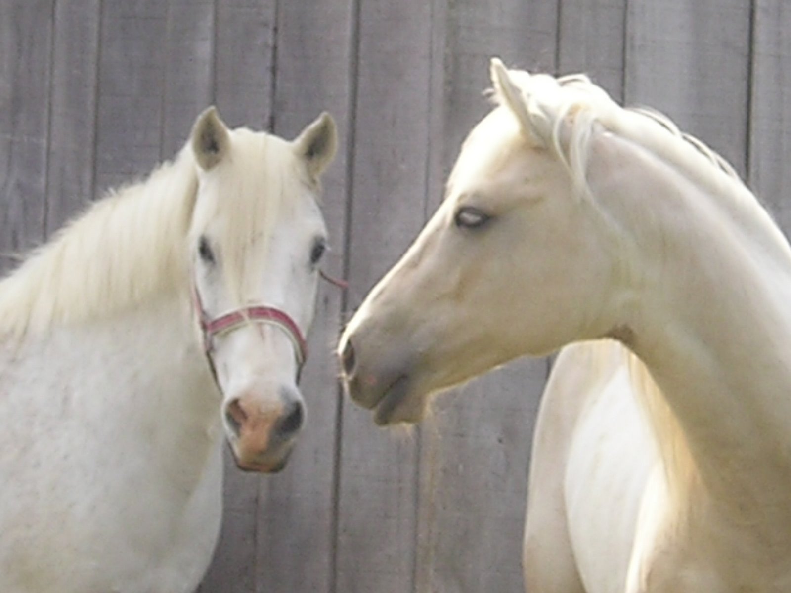 [chevaux.JPG]