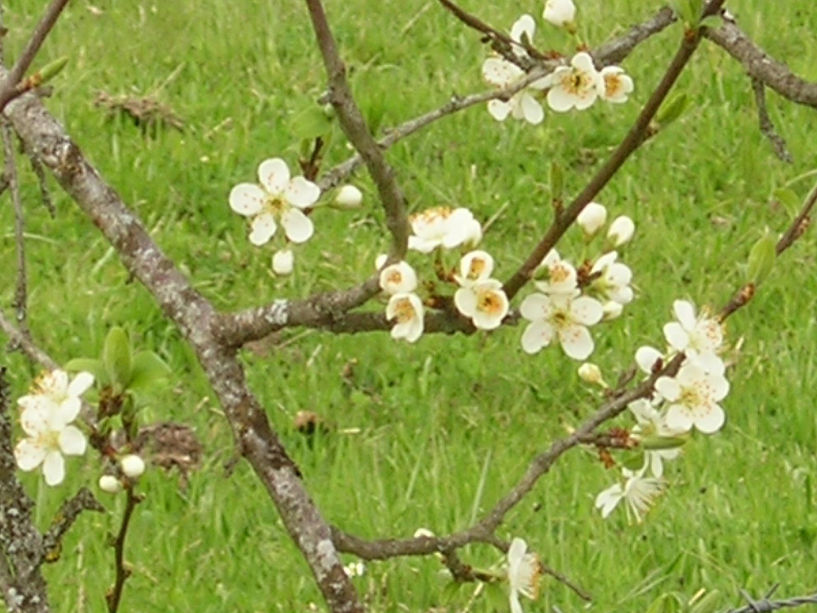 [fleurs+de+printemps+en+Limousin.JPG]