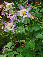 Aquilegia 'Origami Blue & White'