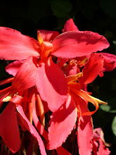 Canna Lily