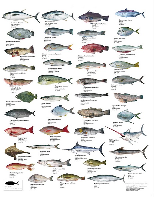 FOTOS PECES COMESTIBLES fotos peces comestibles: