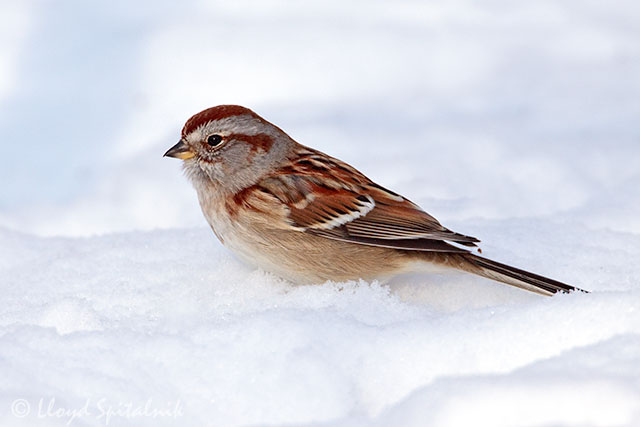 birds american tree sparrow birds american tree sparrow