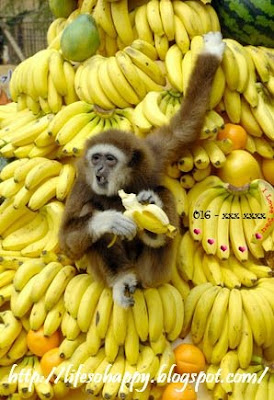 banana with monkey