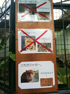 <b>京都市動物園</b>のジャガー