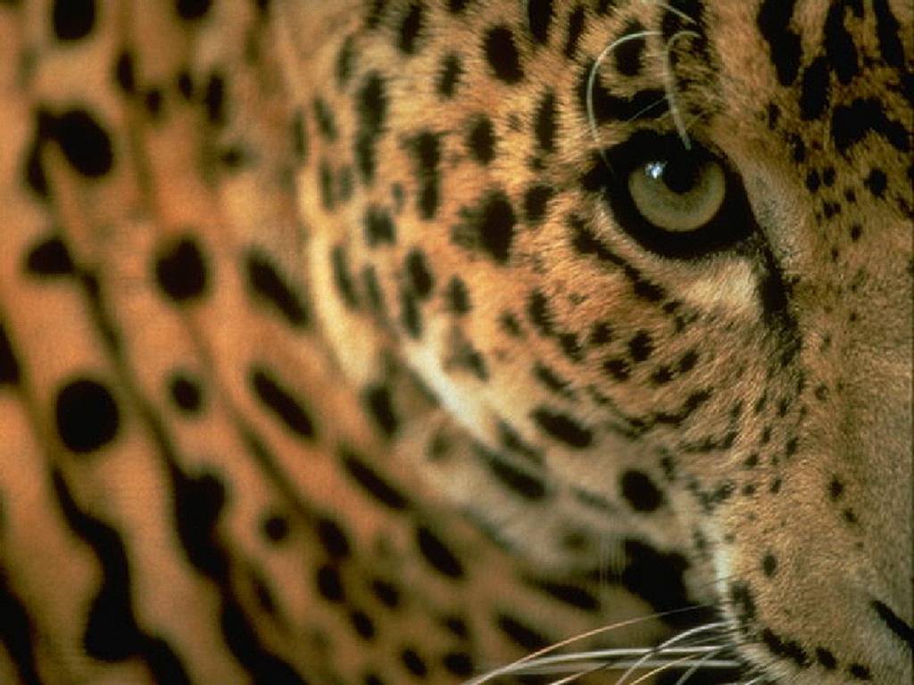 http://4.bp.blogspot.com/_UqBFwic85Tw/TNL5GXNEmxI/AAAAAAAAAHY/20X5Cov9zTo/s1600/leopardo_mirada.jpg
