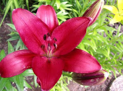 Burgundy Red Lily Blooms Today