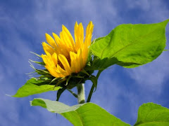 Season's First Sunflower