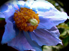 Blue Himalayan Poppy Summer 2009