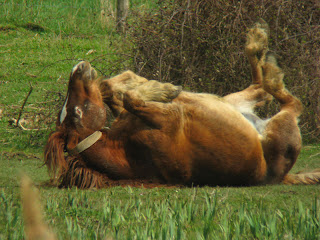 Caballos haciendo algun paso de la doma - EL MUNDO DEL CABALLO