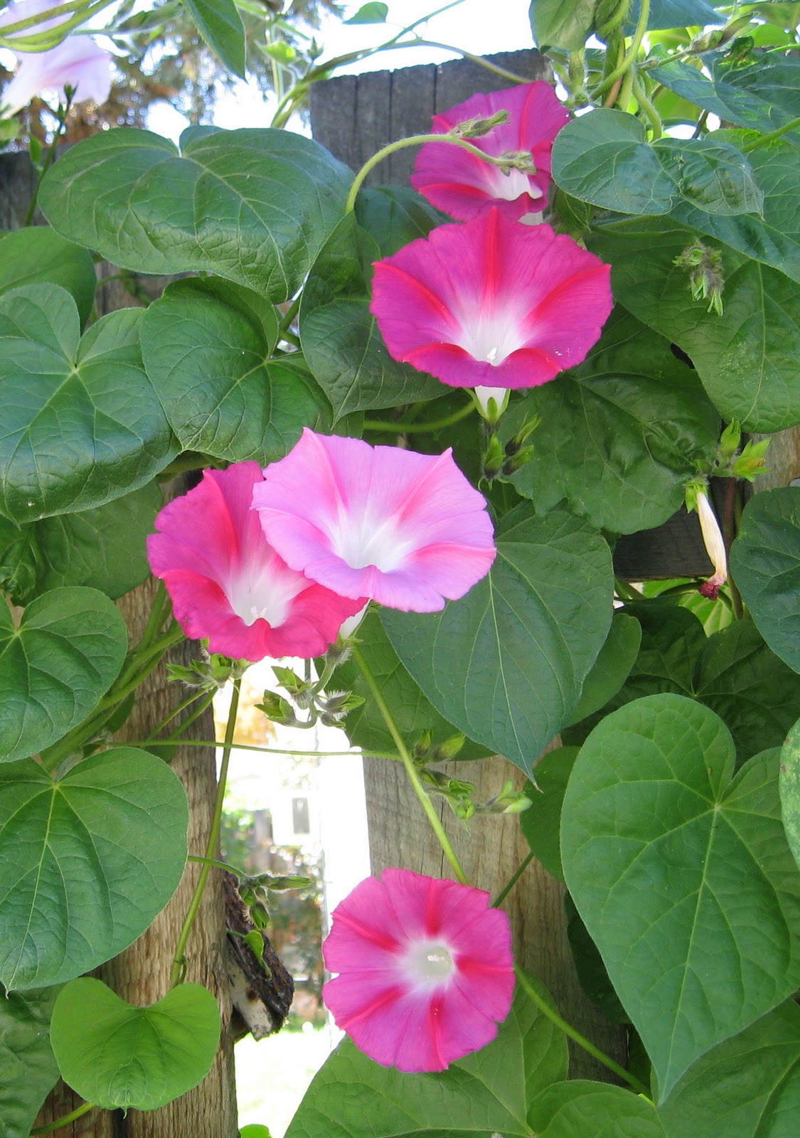 pink morning glories