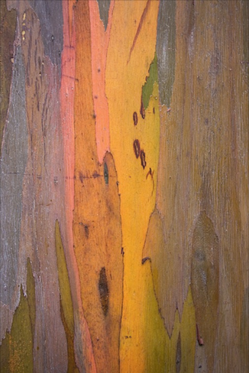 Here Comes The Sun Rainbow Eucalyptus