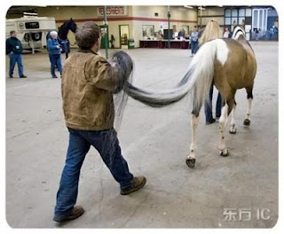 Sadakatin Temsilcisi Atlar (Equidae) - At Resimleri (2. Katalog)