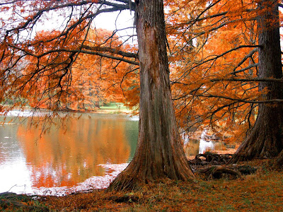 http://4.bp.blogspot.com/_UsKoSigr_28/SS1JeJDMM_I/AAAAAAAAQHQ/yAqop_jtHE8/s400/TreeAutumn+(26).jpg