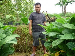 Keuntungan dari proses pengkerdilan Keuntungan dari proses pengkerdilan