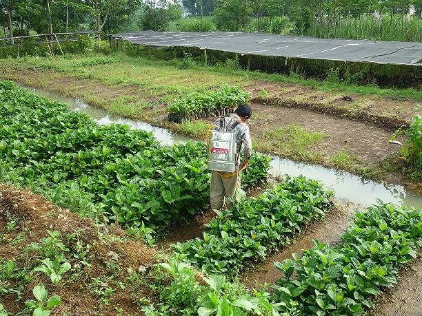 Proses Perawatan Jabon