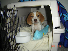 Our puppy Jedi, "May the force be with you!"