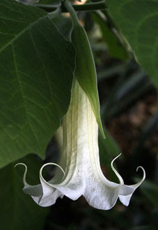 a July Plant of the Month, Brugmansia arborea