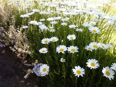 Shasta Daisies in June