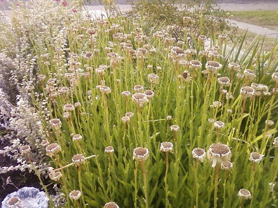Shasta Daisies in August