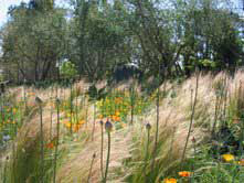 Oehme van Sweden's garden at Cornerstone