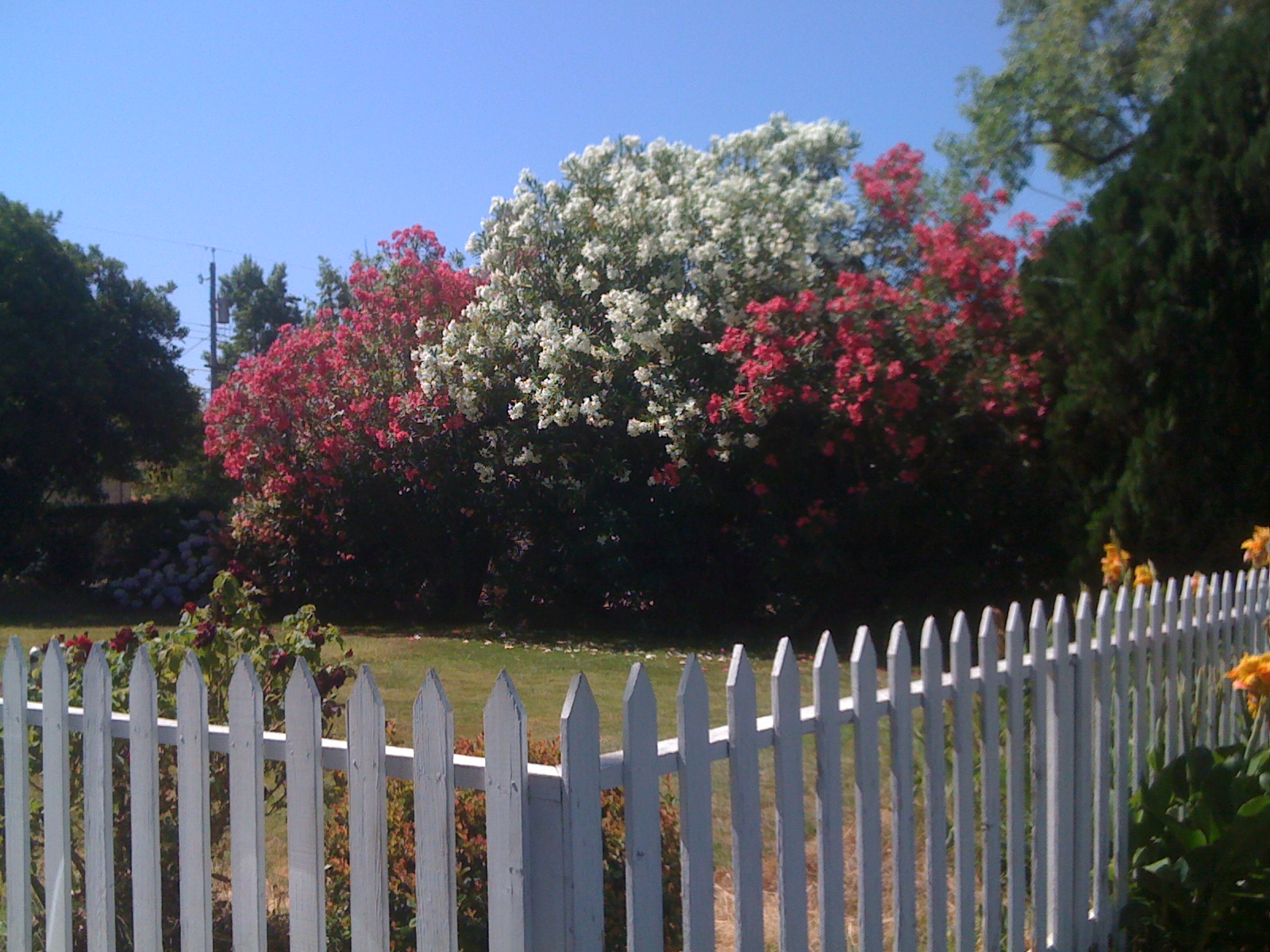 Geno's Garden Design & Coaching | : Plant I.D. Nerium Oleander