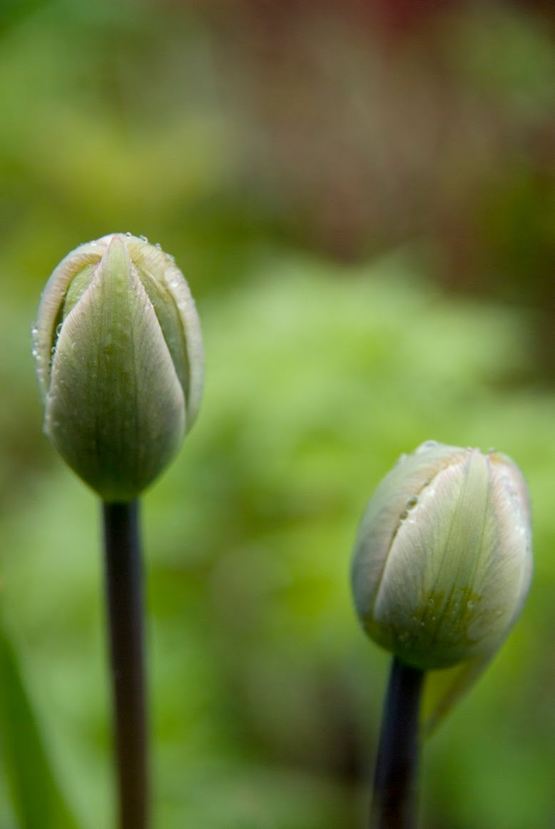 Drakängens trädgård: maj 2010