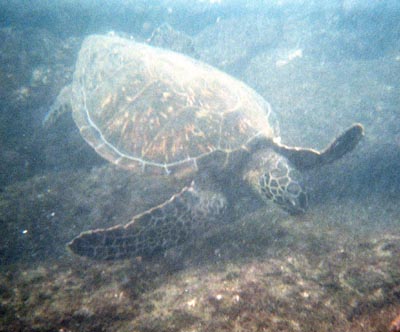 [Snorkel+Turtle.jpg]