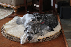 The Schnauzers