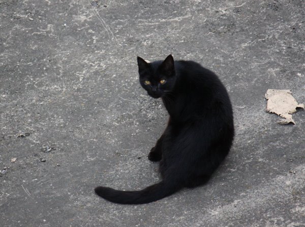 [gato.jpg]