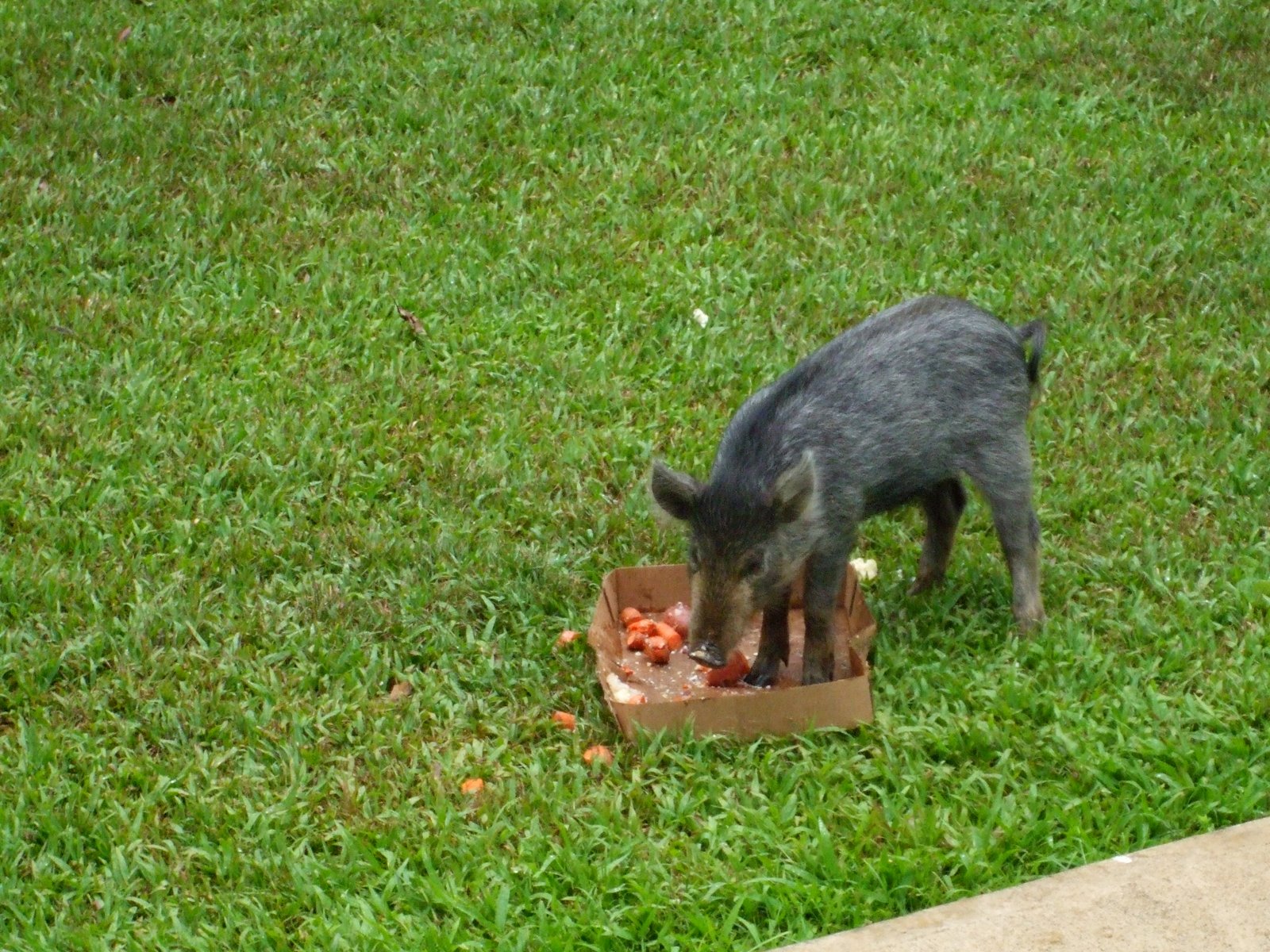 [Piggy+Pics+002.JPG]